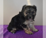 Small Photo #1 Morkie Puppy For Sale in DOWNING, MO, USA