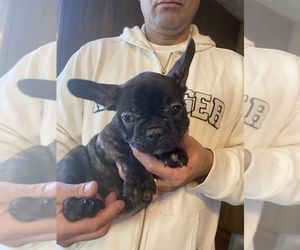 French Bulldog Puppy for sale in BRANFORD, CT, USA