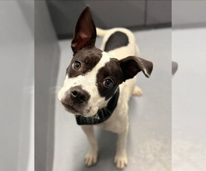 Staffordshire Bull Terrier-Unknown Mix Dogs for adoption in Lakewood, CO, USA