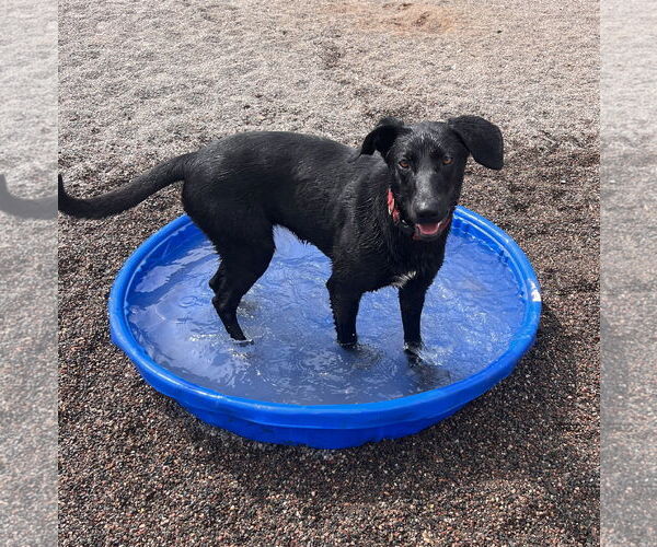 Medium Photo #2 Labrador Retriever-Unknown Mix Puppy For Sale in Webster, WI, USA