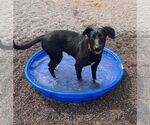 Small #1 Labrador Retriever Mix