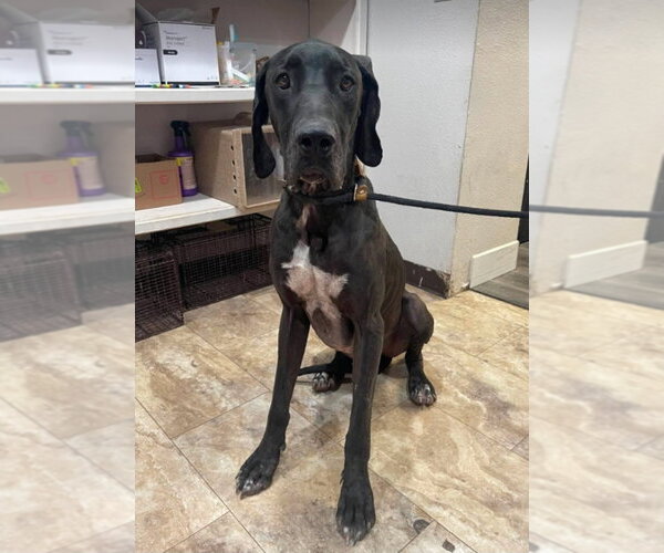 Medium Photo #2 Great Dane-Unknown Mix Puppy For Sale in Lakewood, CO, USA