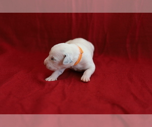 Dalmatian Puppy for sale in KATY, TX, USA