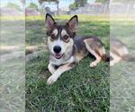 Small Siberian Husky