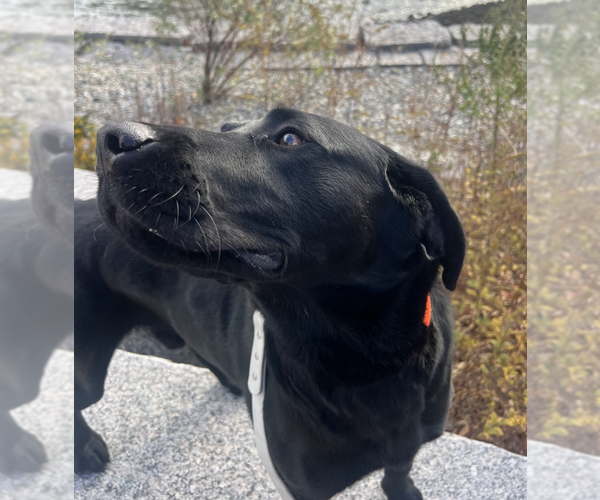 Medium Photo #4 Labrador Retriever Puppy For Sale in Brooklyn, NY, USA