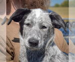 Small Border Collie Mix
