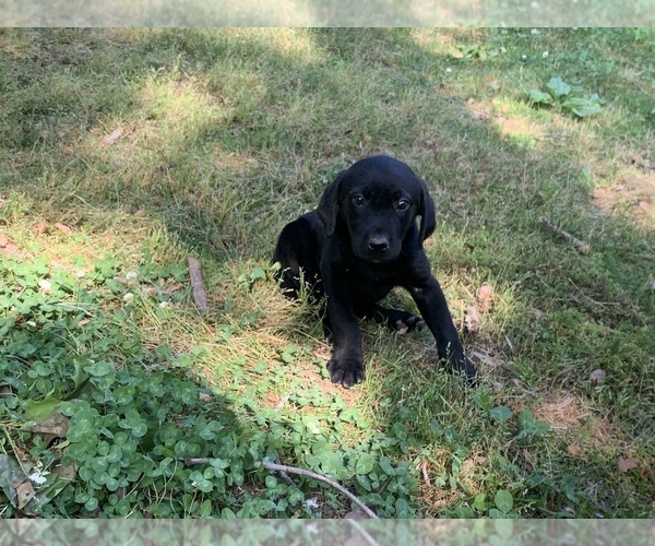 Medium Photo #5 Labrador Retriever Puppy For Sale in CLARKESVILLE, GA, USA