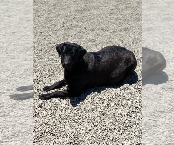 Medium Photo #10 Labrador Retriever Puppy For Sale in CARMICHAEL, CA, USA