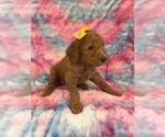 Small #13 Poodle (Standard)