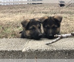 Small Photo #7 German Shepherd Dog Puppy For Sale in INDIAN MOUND, TN, USA