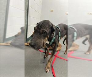 Chinese Shar-Pei-Unknown Mix Dogs for adoption in Corpus Christi, TX, USA