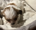 Small Photo #4 Shih Tzu-Shih-Poo Mix Puppy For Sale in KIRKLAND, IL, USA