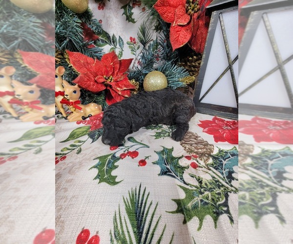 Medium Photo #61 Poodle (Toy) Puppy For Sale in BLACK FOREST, CO, USA
