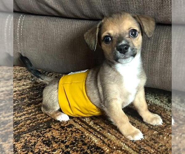 Medium Photo #3 Chiweenie Puppy For Sale in Los Angeles, CA, USA