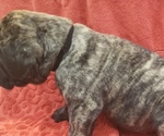 Small Photo #6 Mastiff Puppy For Sale in TENN COLONY, TX, USA