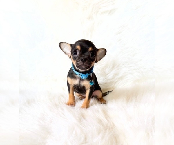 Medium Photo #1 Chihuahua Puppy For Sale in SACRAMENTO, CA, USA