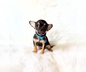 Chihuahua Puppy for sale in SACRAMENTO, CA, USA