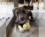 Small #2 Labrador Retriever Mix