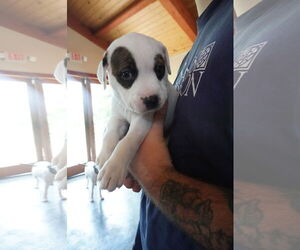 American Pit Bull Terrier-American Staffordshire Terrier Mix Dogs for adoption in Chester, VA, USA