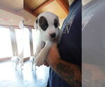 Small American Pit Bull Terrier-American Staffordshire Terrier Mix
