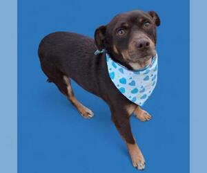 Chihuahua Dogs for adoption in Bakersfield, CA, USA