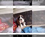 Small Photo #9 Saint Bernard Puppy For Sale in SAN MARTIN, CA, USA