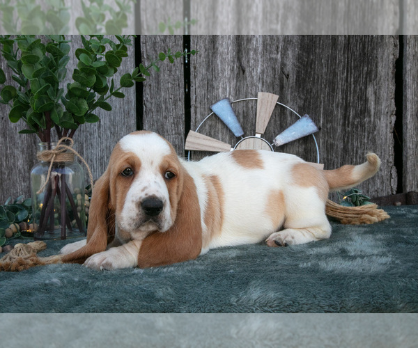 Medium Photo #3 Basset Hound Puppy For Sale in FRESNO, OH, USA