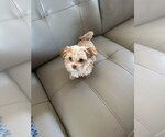 Puppy 2 Yorkshire Terrier