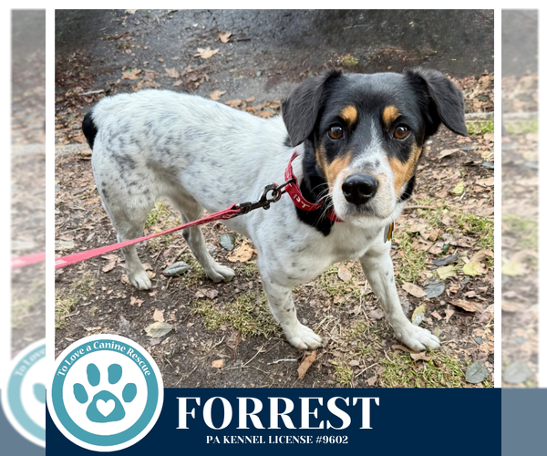 Medium Photo #3 Jack Russell Terrier-Unknown Mix Puppy For Sale in Kimberton, PA, USA