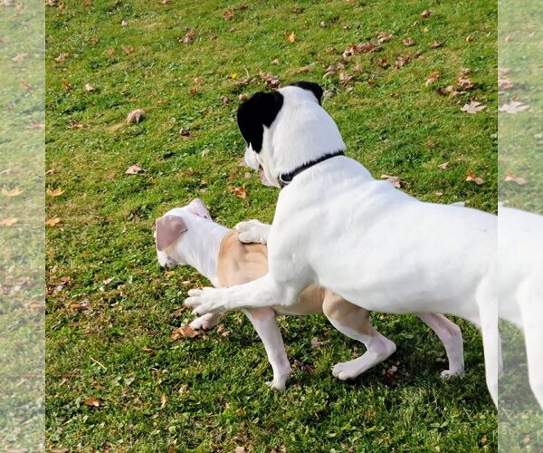 Medium Photo #3 Mutt Puppy For Sale in Marine City, MI, USA
