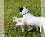 Small #2 Mutt