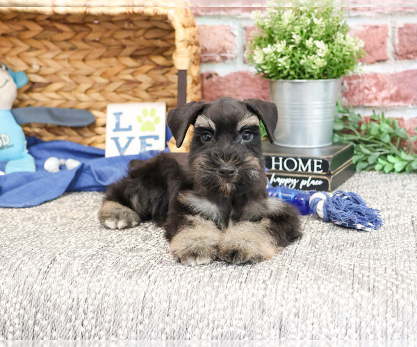 Medium Photo #2 Schnauzer (Miniature) Puppy For Sale in SYRACUSE, IN, USA