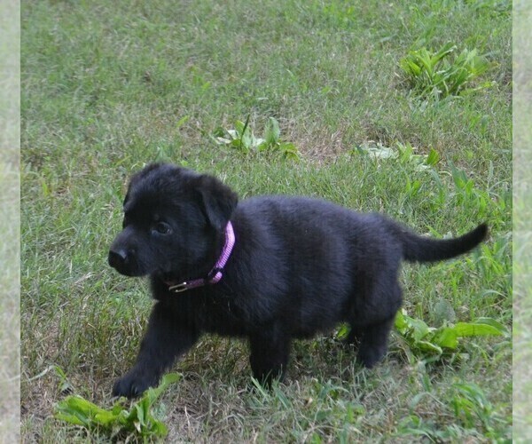Medium Photo #10 German Shepherd Dog Puppy For Sale in POWDER SPRINGS, GA, USA