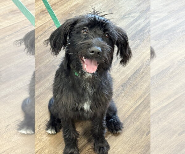 Medium Photo #5 Mutt Puppy For Sale in Fort Worth, TX, USA
