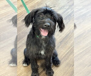 Jesse - Male Mutt Dog for Adoption - Photo #5
