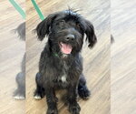 Small #4 Mutt