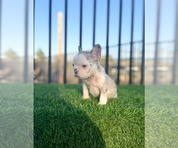 Medium Photo #2 French Bulldog Puppy For Sale in SAN FRANCISCO, CA, USA