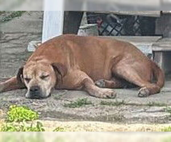 Medium Photo #1 Rhodesian Ridgeback-Unknown Mix Puppy For Sale in Houston, TX, USA