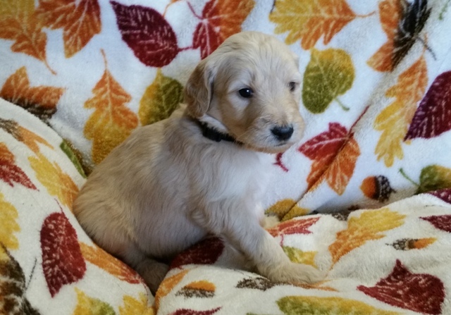 Medium Photo #1 Goldendoodle Puppy For Sale in CHUBBUCK, ID, USA