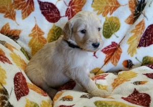 Goldendoodle Puppy for sale in CHUBBUCK, ID, USA