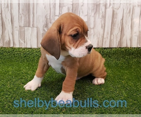 Medium Photo #3 Beagle-English Bulldog Mix Puppy For Sale in SHELBYVILLE, IN, USA