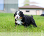 Small #13 Bernese Mountain Dog