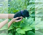Small #6 Labrador Retriever