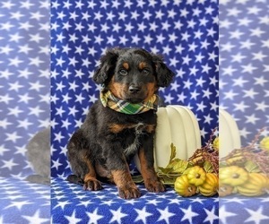 Aussiedoodle Miniature Puppy for sale in OXFORD, PA, USA