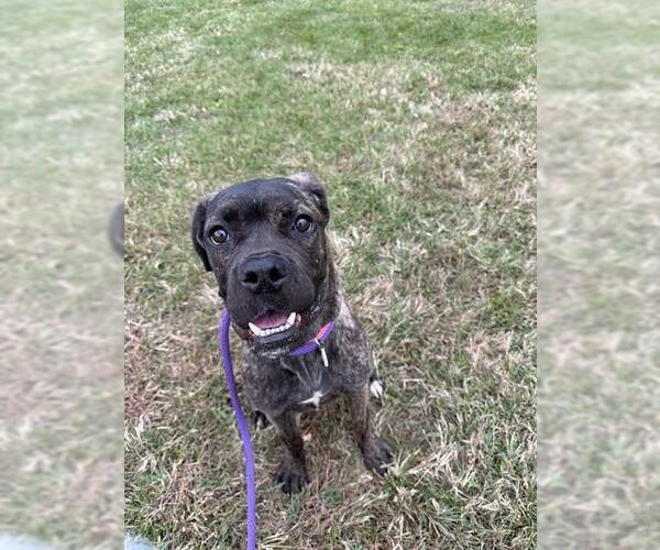 Medium Photo #1 Mutt Puppy For Sale in Forestville, MD, USA