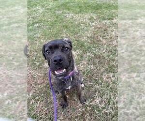 Mutt Dogs for adoption in Forestville, MD, USA