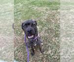 *LILY - Female Mutt Dog for Adoption - Small photo
