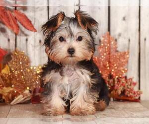 Yorkshire Terrier Puppy for sale in MOUNT VERNON, OH, USA