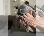 Puppy 2 French Bulldog