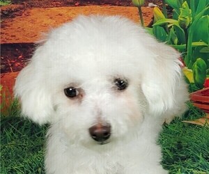 Bichon Frise Puppy for sale in WINSTON SALEM, NC, USA